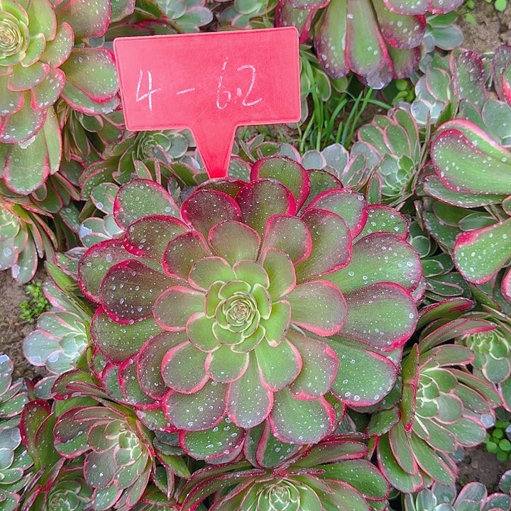 4-62粉花妖多肉法师