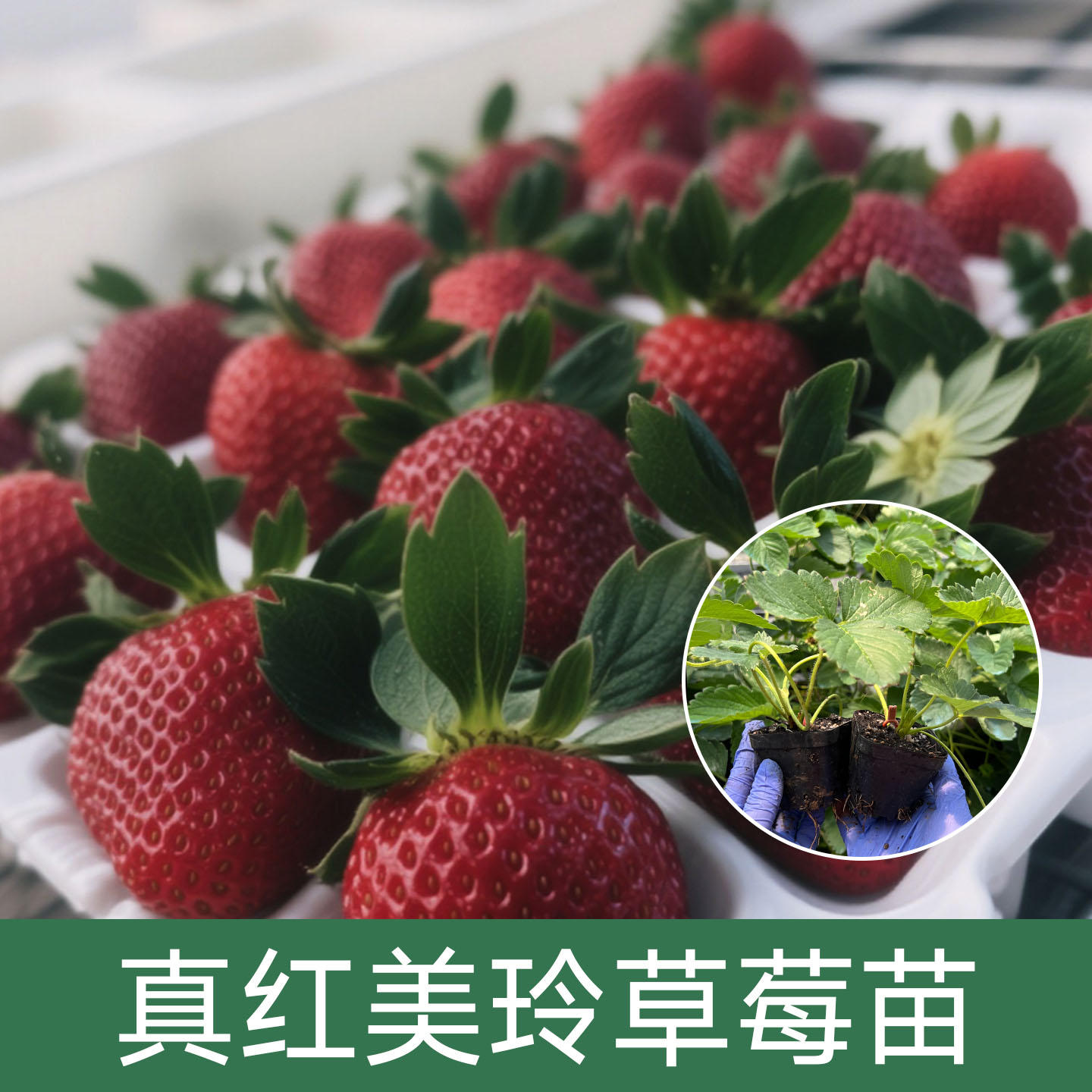 【真红美玲草莓苗钵苗】新手适用水果盆栽可庭园阳台养植