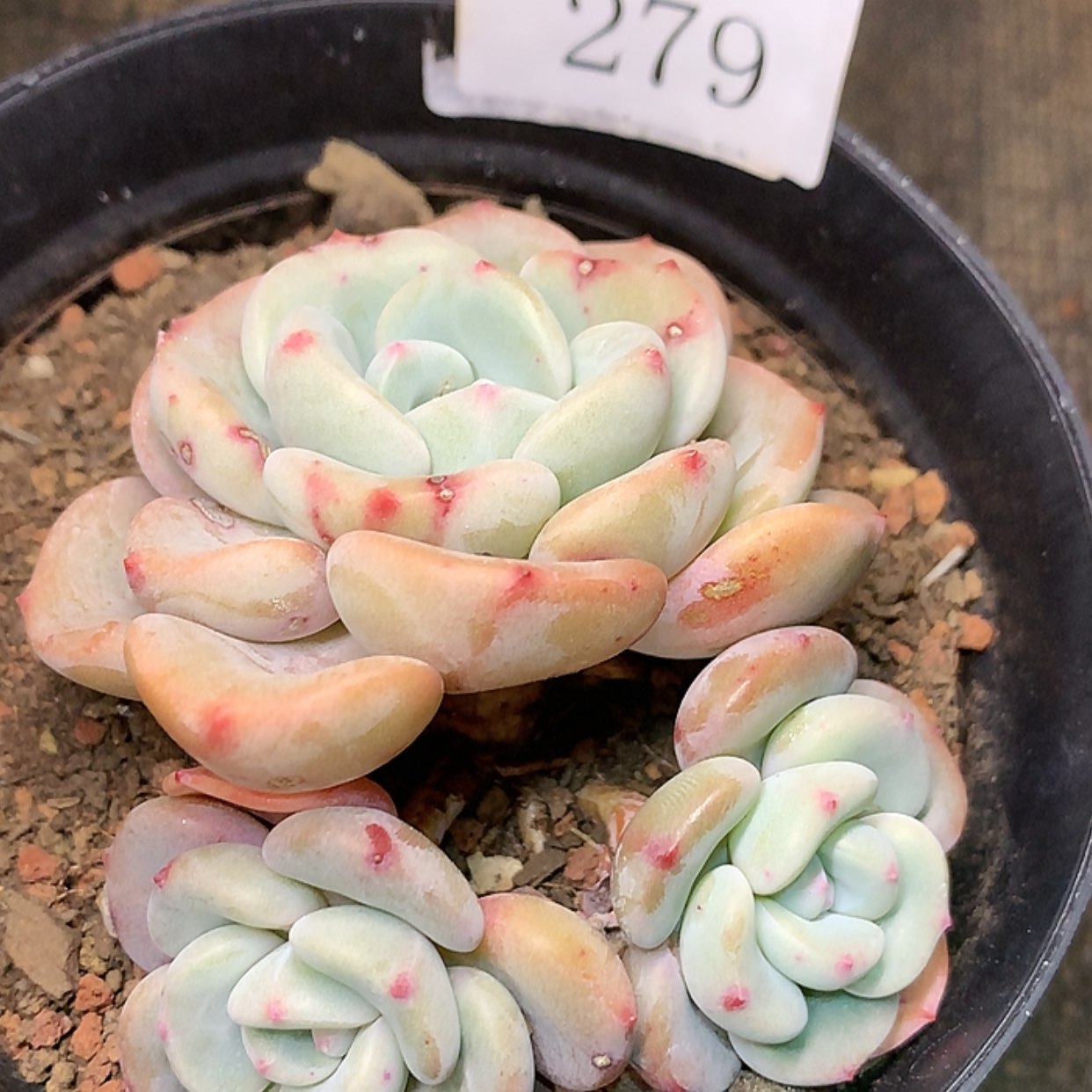 【闪购商品】云279