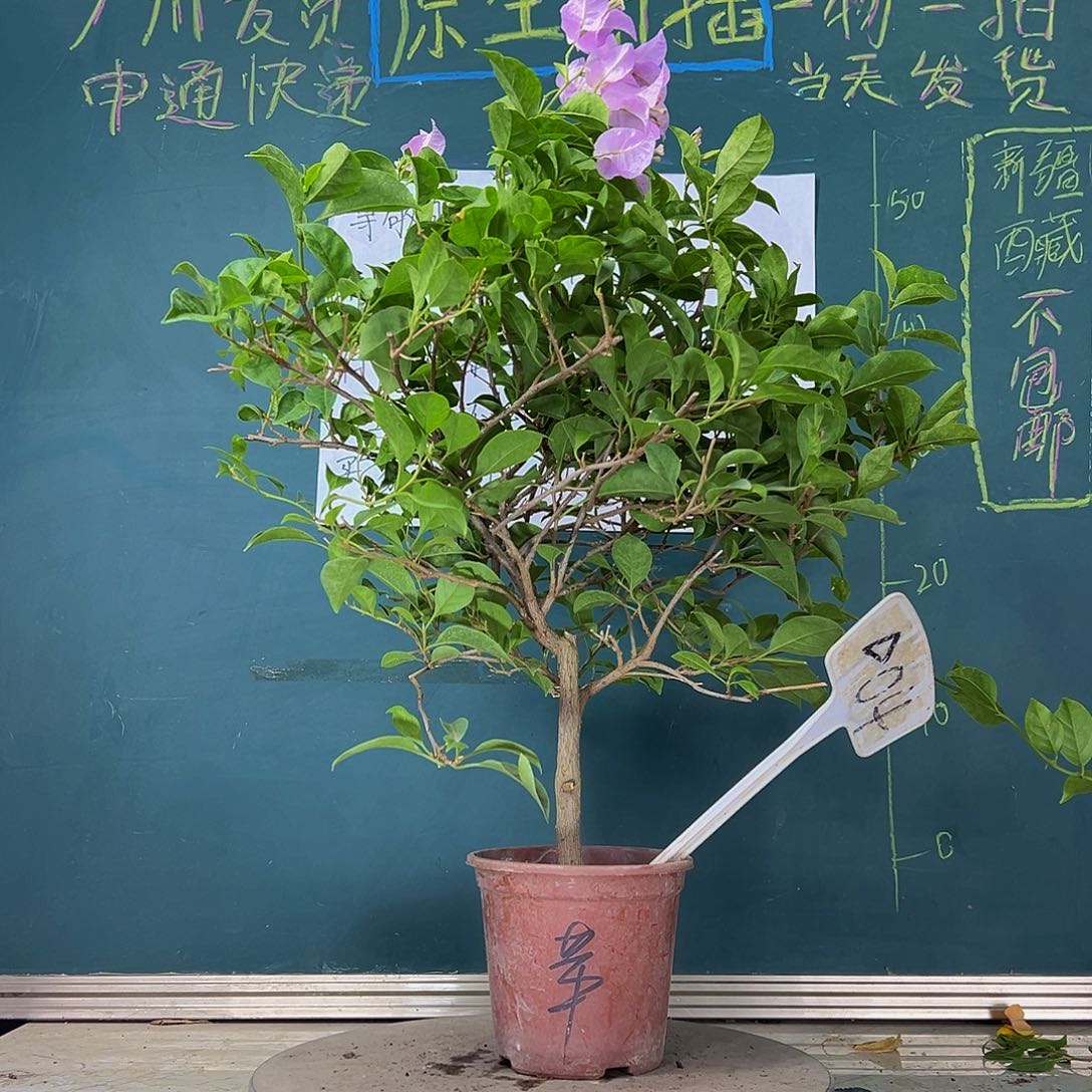 当前无花栽培后可以开花   苹果花  04