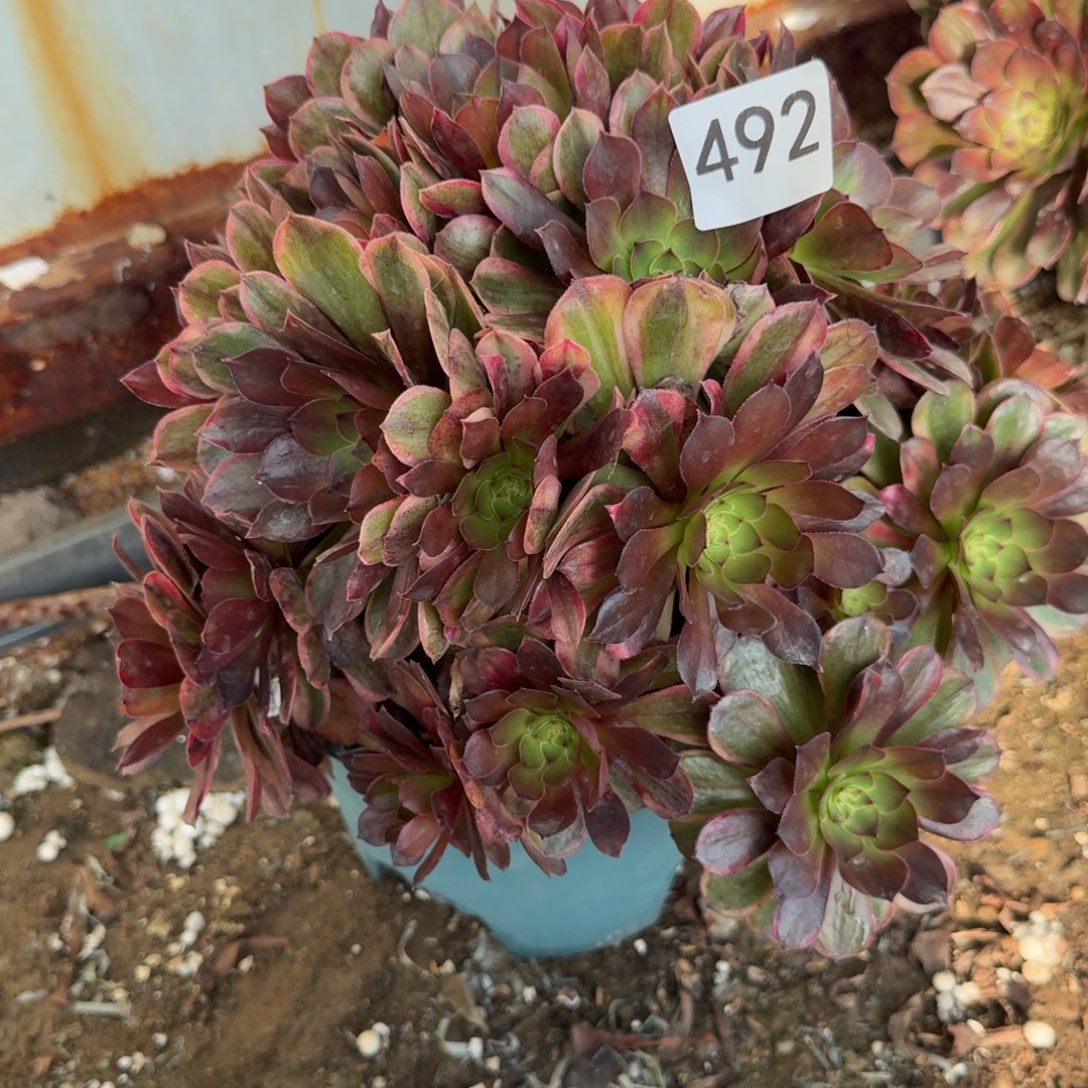 万七彩法师多肉492号法师多肉