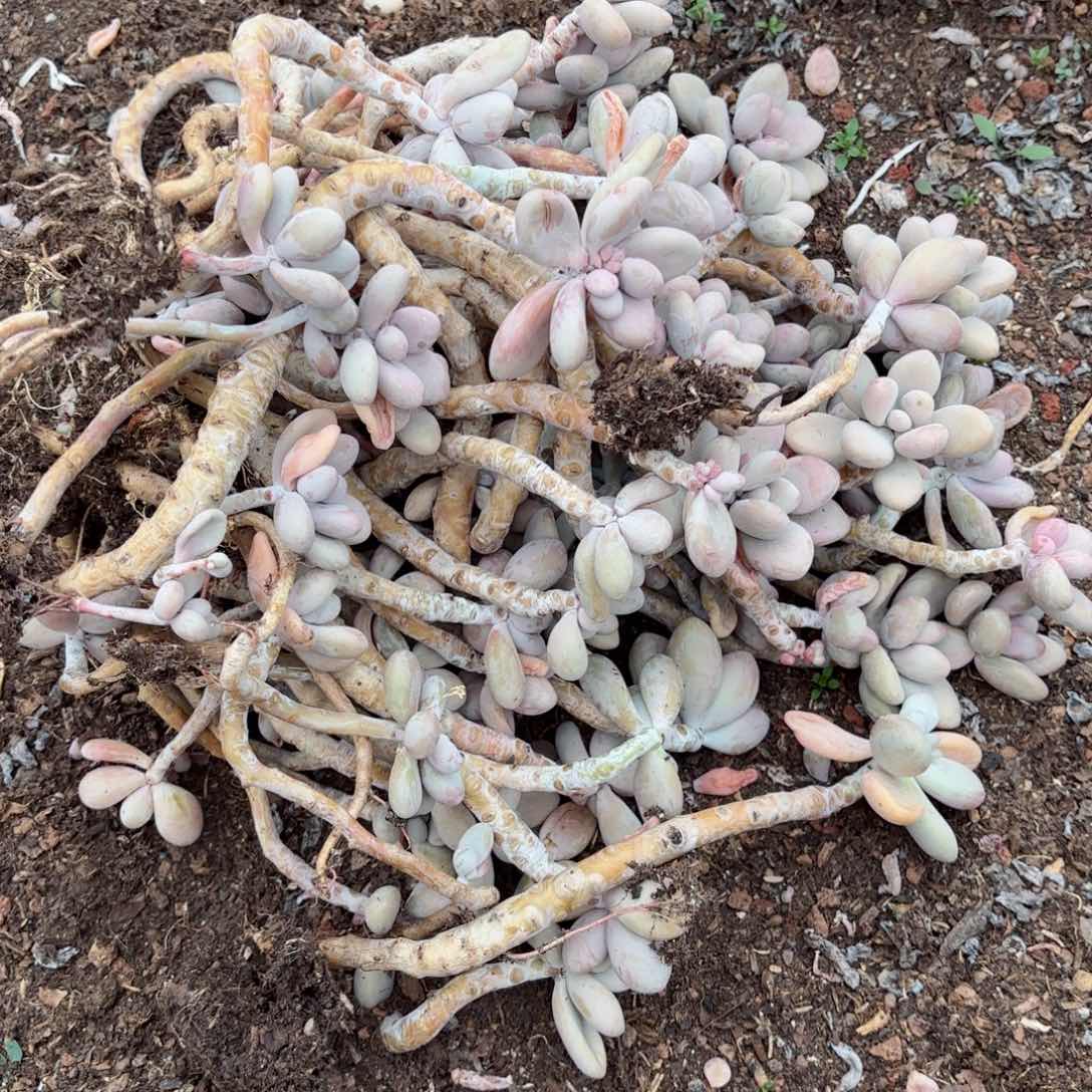 ⭐桃蛋不售后的9-12。      