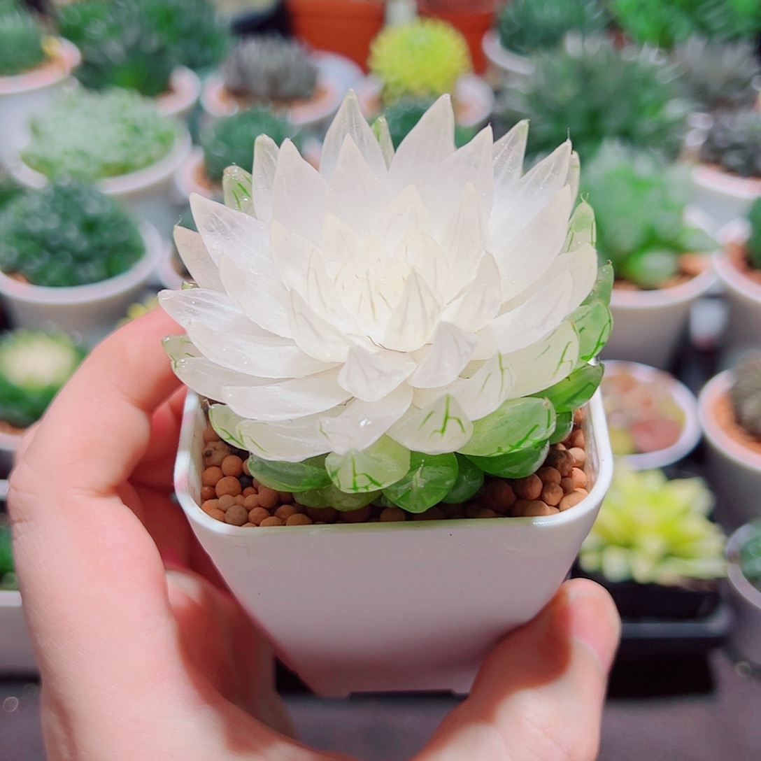 白莲花小白盆多肉多肉