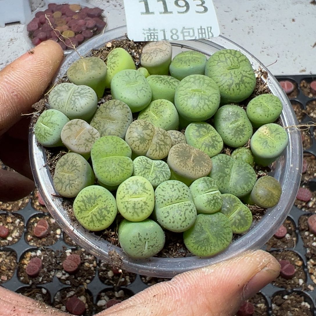 【闪购商品】 1193。     