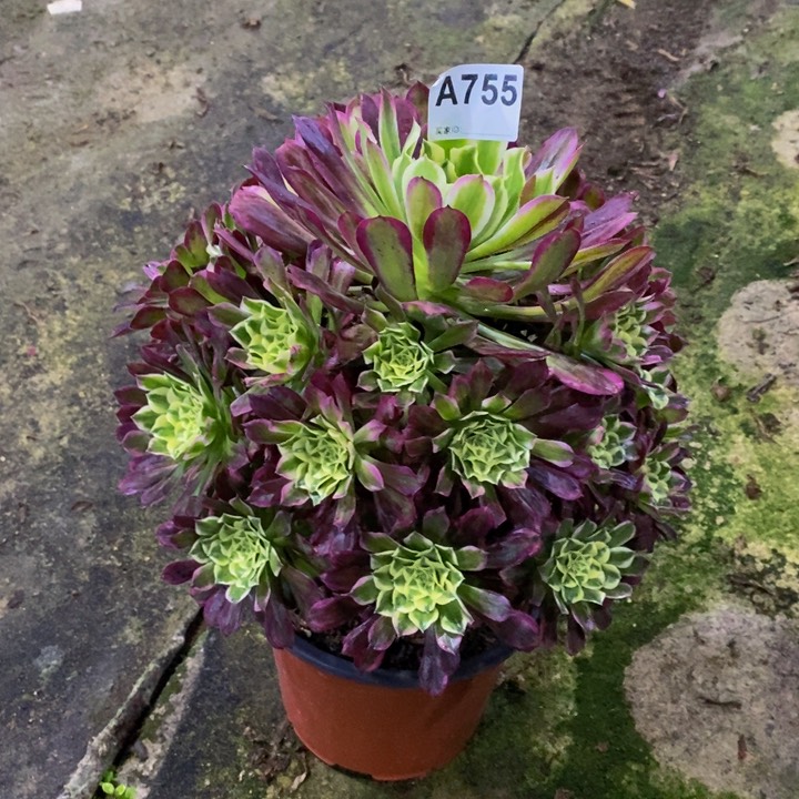 天河多肉植物755