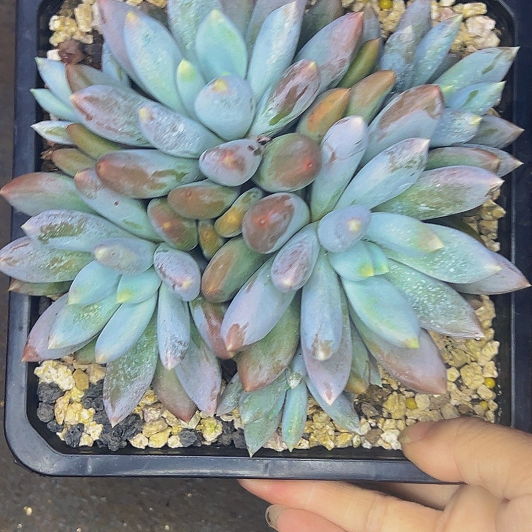 小小 红体胖哥特 1111