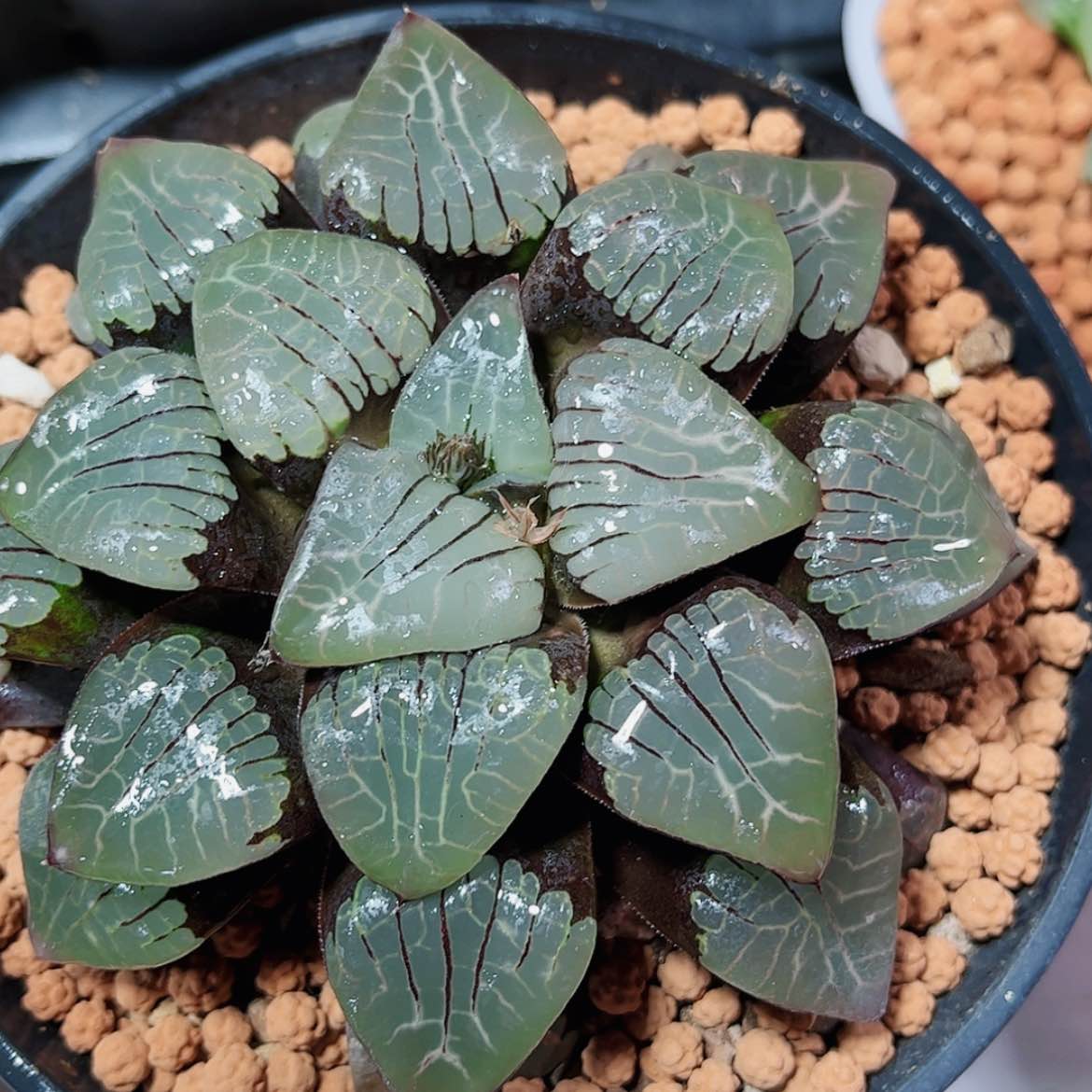 【闪购商品】一**糖实生寿