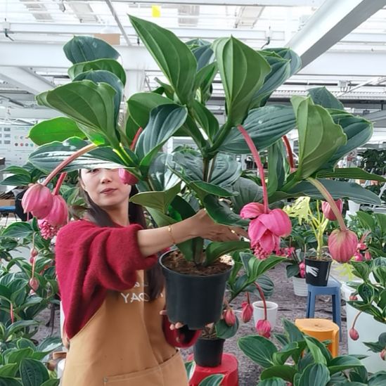 小***飘完全开放8花苞玫红