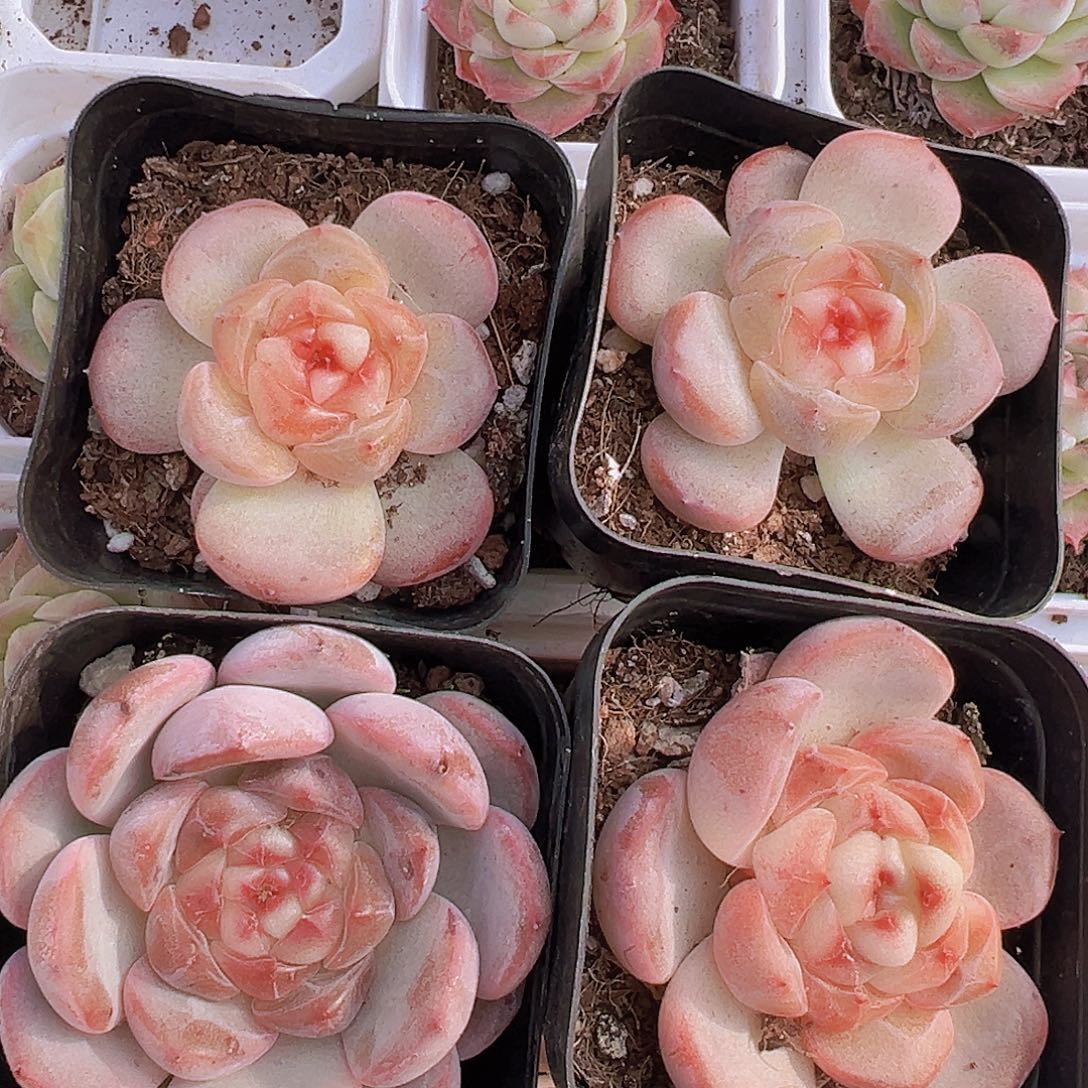 单头甜心1颗多肉植物