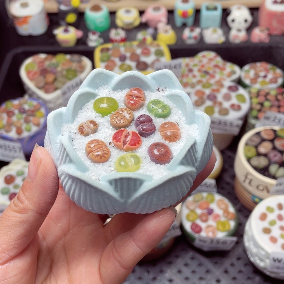 w3571 带盆土发货-零下地区拍保温箱