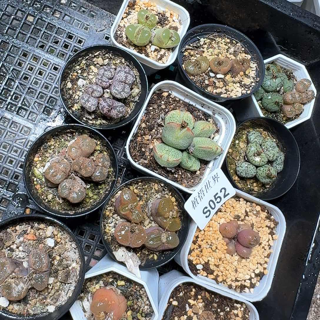 052盒多肉植物哇f c