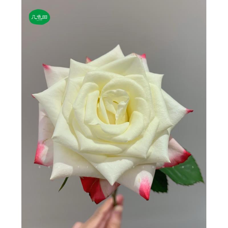 20枝艾莉森----单头玫瑰云南直发鲜花
