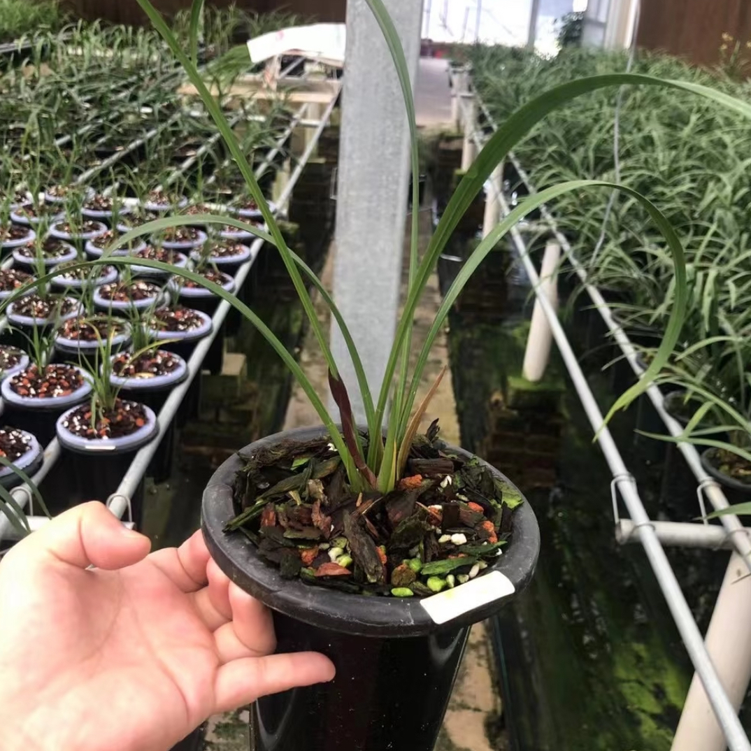 福袋兰花随机发货龙头