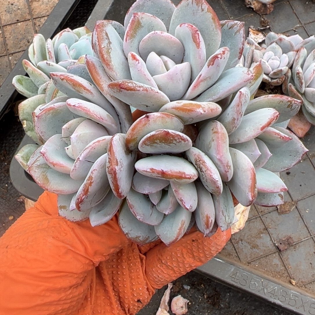 无砍tutllalowlowllowo