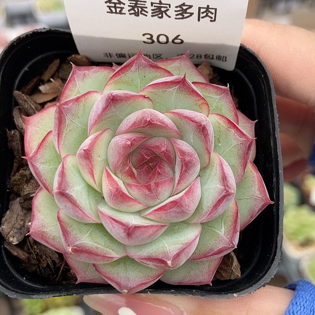 金泰家多肉，306桃熏