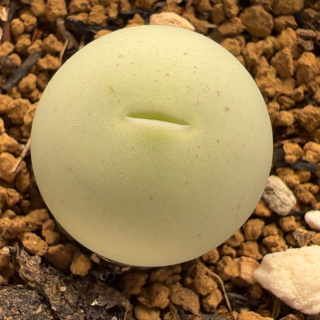 鸽子蛋母本1.7厘米