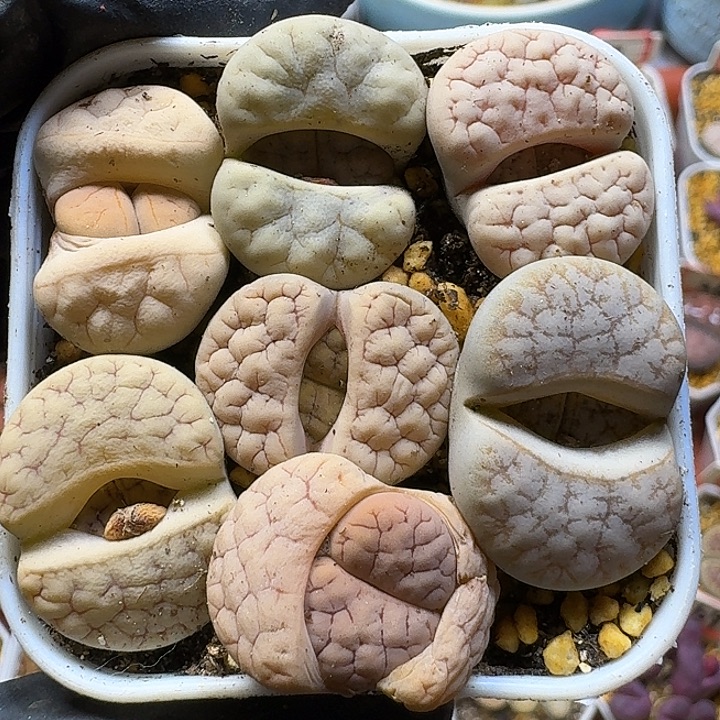 余****生石花111111。   199