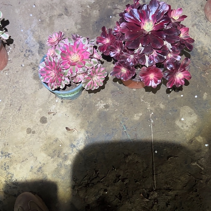 浮***人不包侧枝一物一拍47