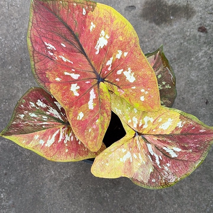 布***灵27-1224镀金石广东现货