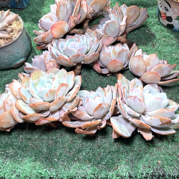 奶茶12号码牌子的话题了解