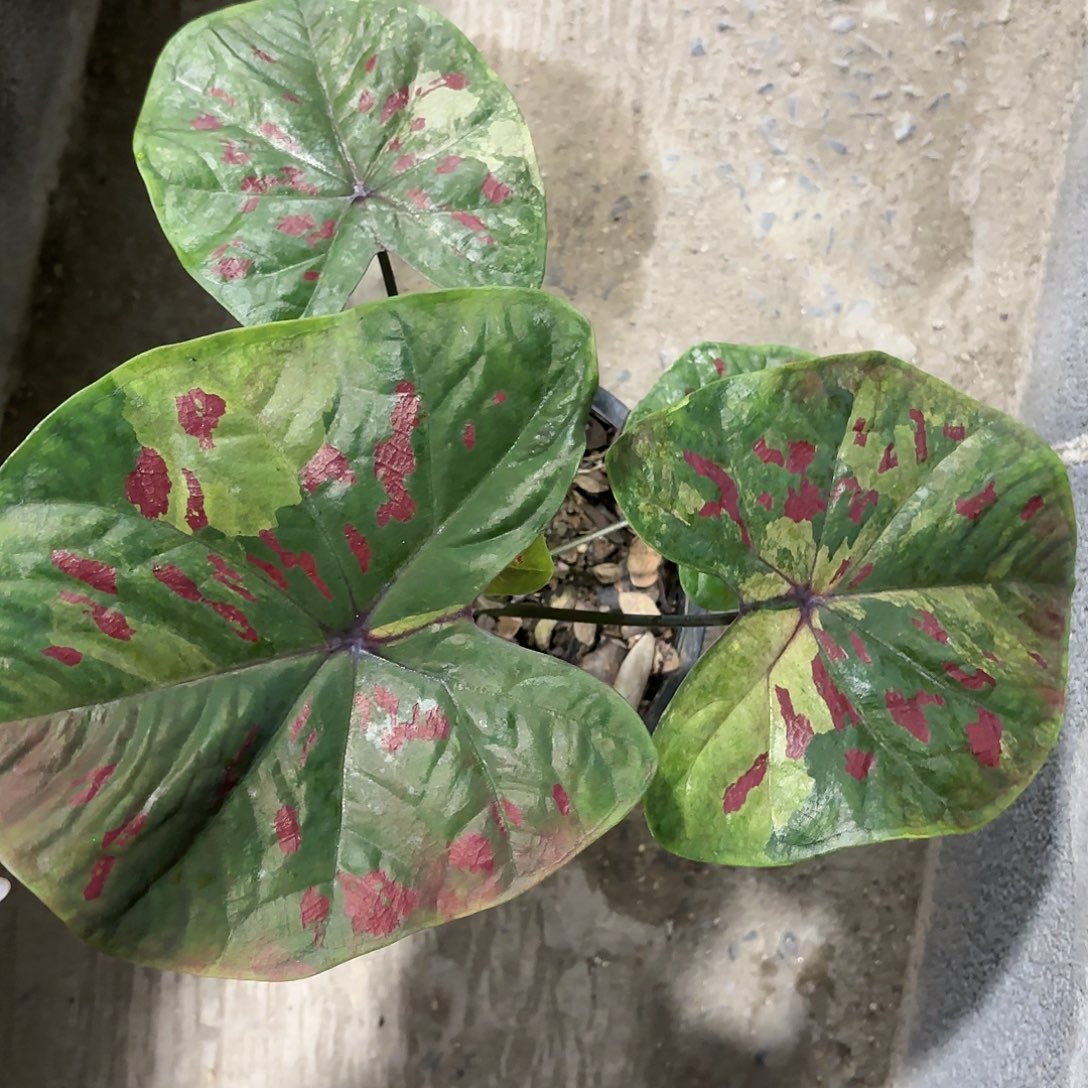 577-0120绿色rose彩叶芋泰国发货