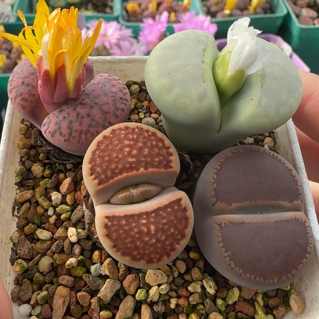 人***戏11.10。 爱萌清盒生石花。 8004