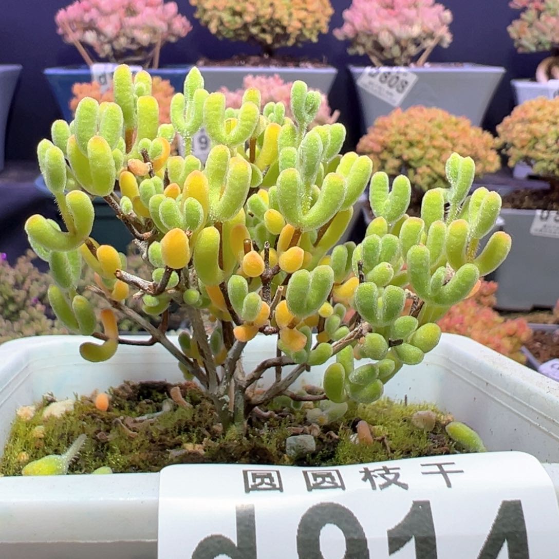 d914小星星枝干番杏情人节福利价