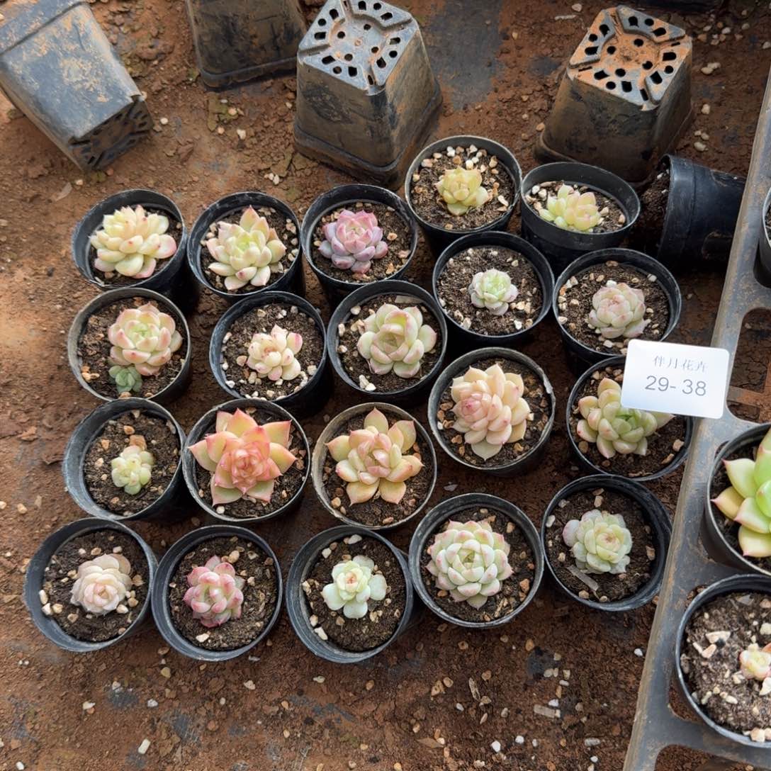 29-38水池附近麦秆混合二十颗量拍