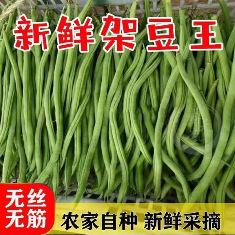 当季新鲜蔬菜架豆王无筋豆四季豆