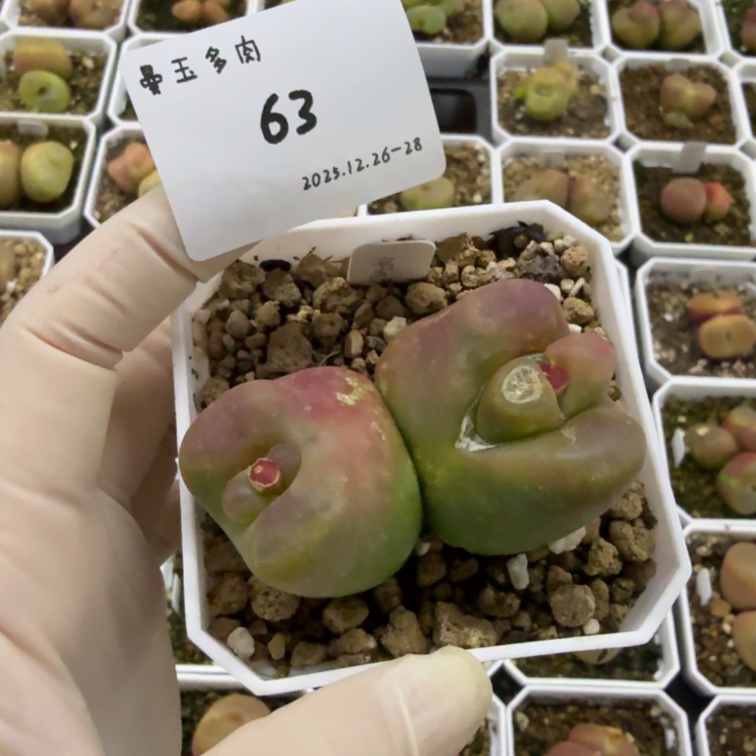 好***欢多肉多肉多肉12-063 送一头