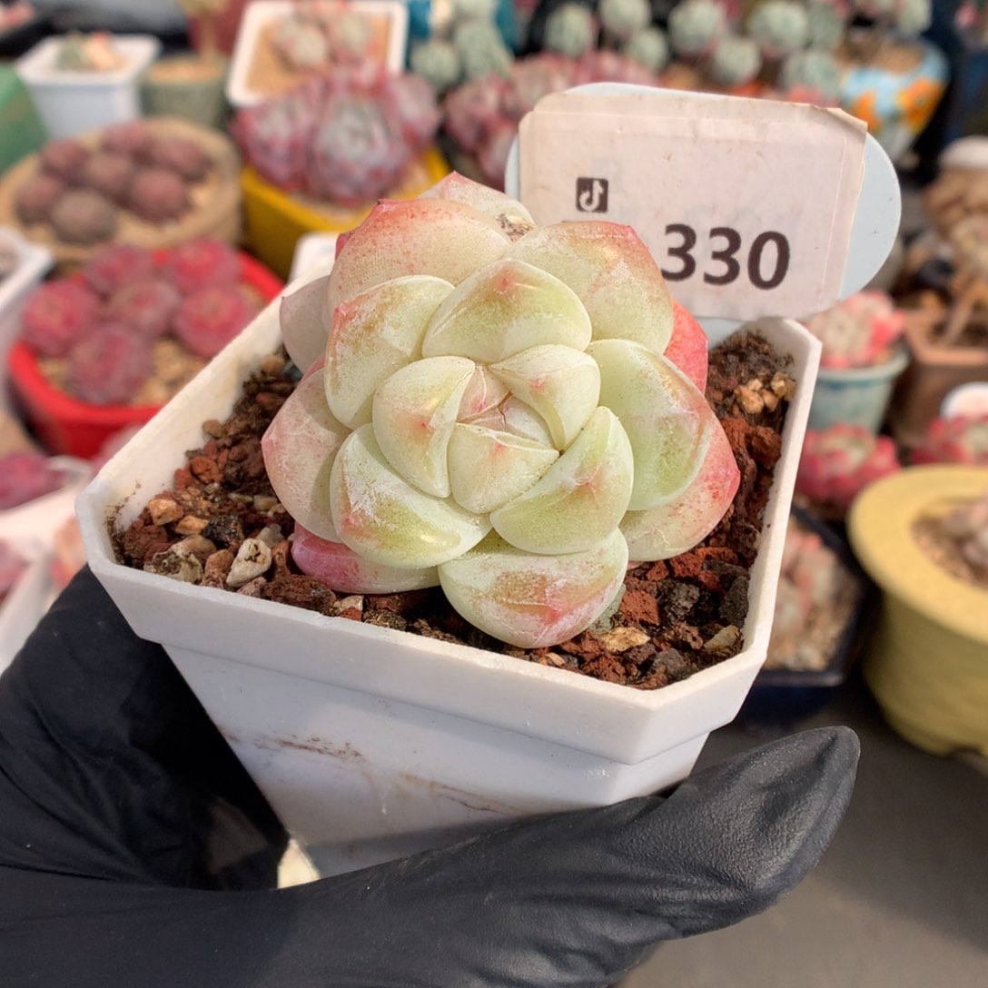 330 粉透冰玉多肉