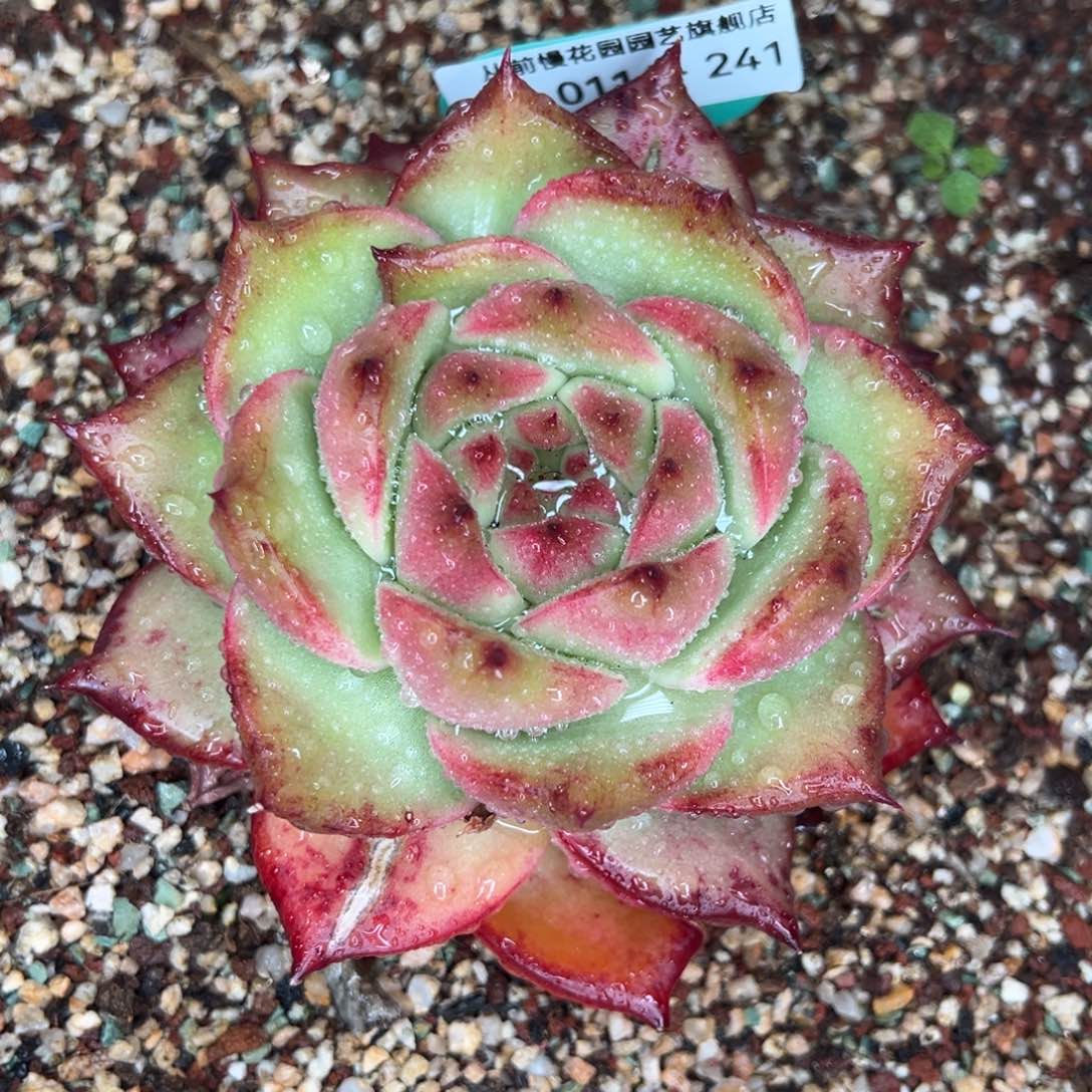 从前慢多肉精选编号0116.241