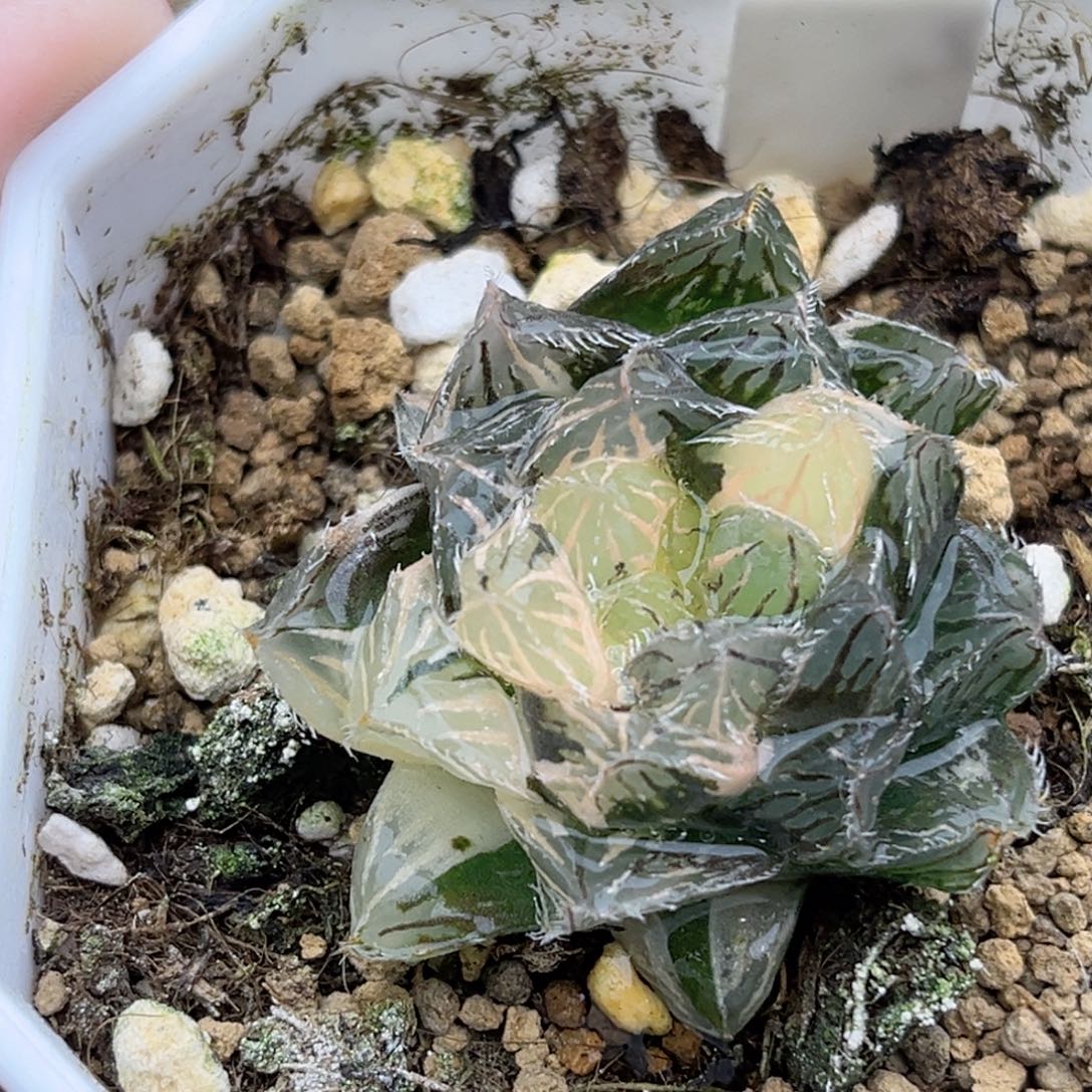 130秋祭玉露锦带仔福利专场