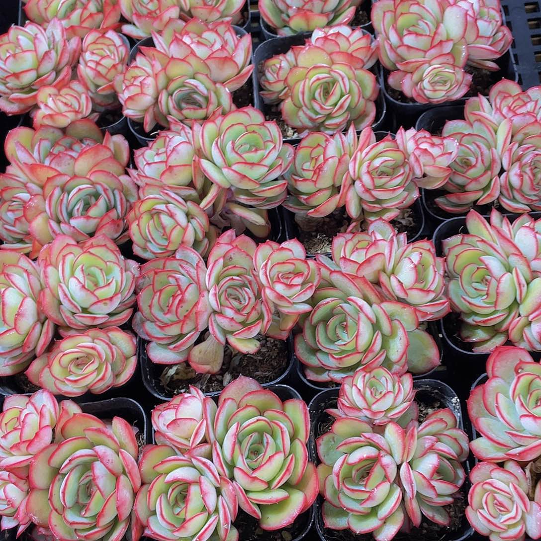 量拍150号 牡丹亭群生一个