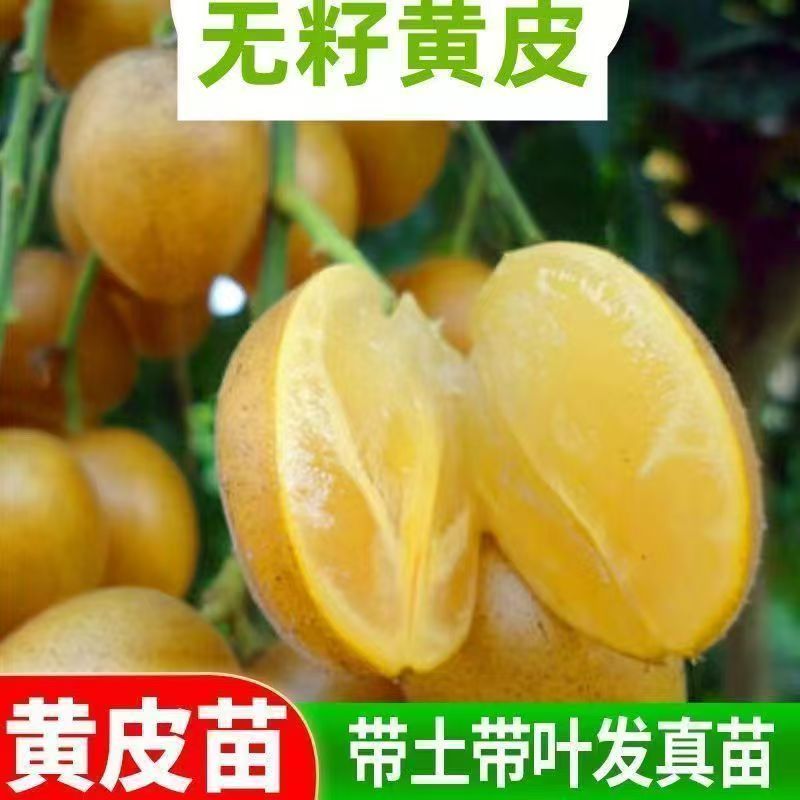 正宗嫁接大果无核黄皮苗，南方可盆栽地载庭院种植