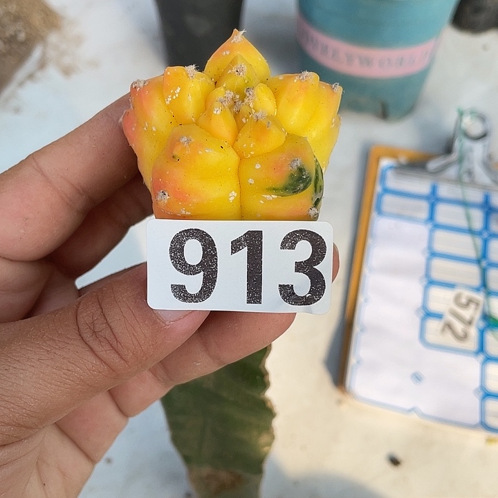 三角架街913号盔甲鸾凤玉