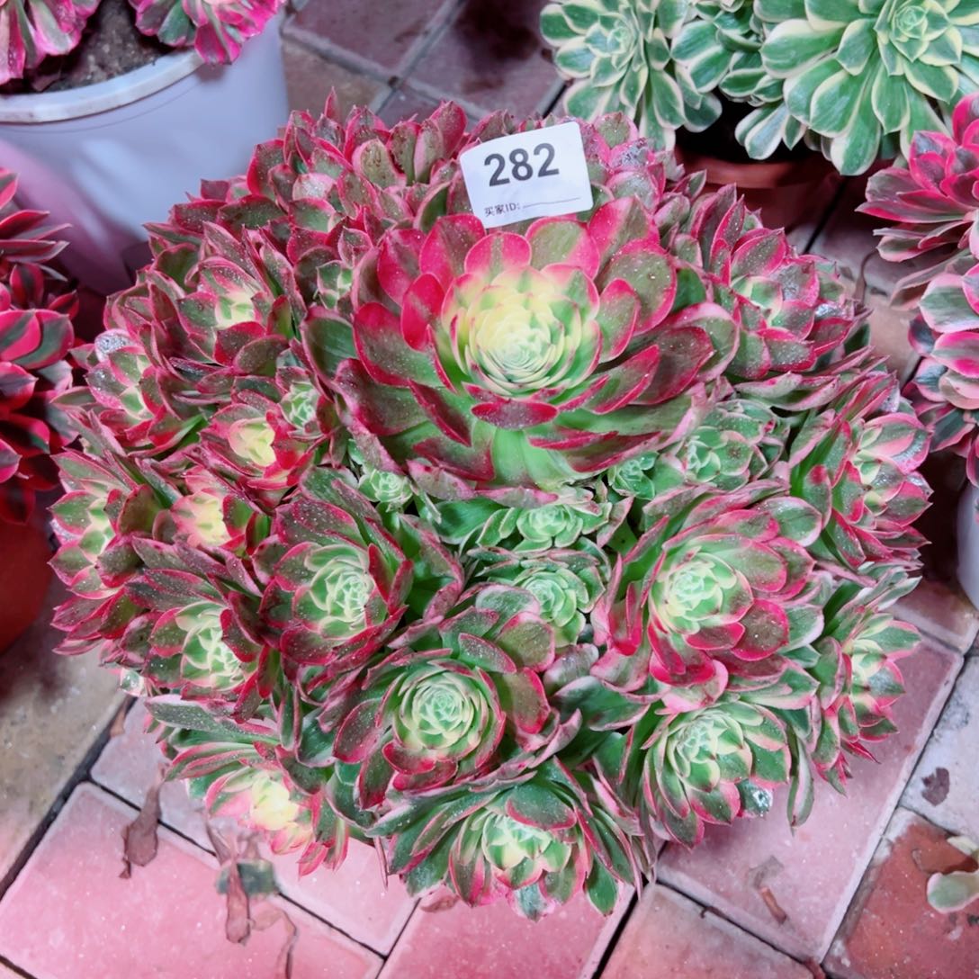 282海仙法师多肉植物