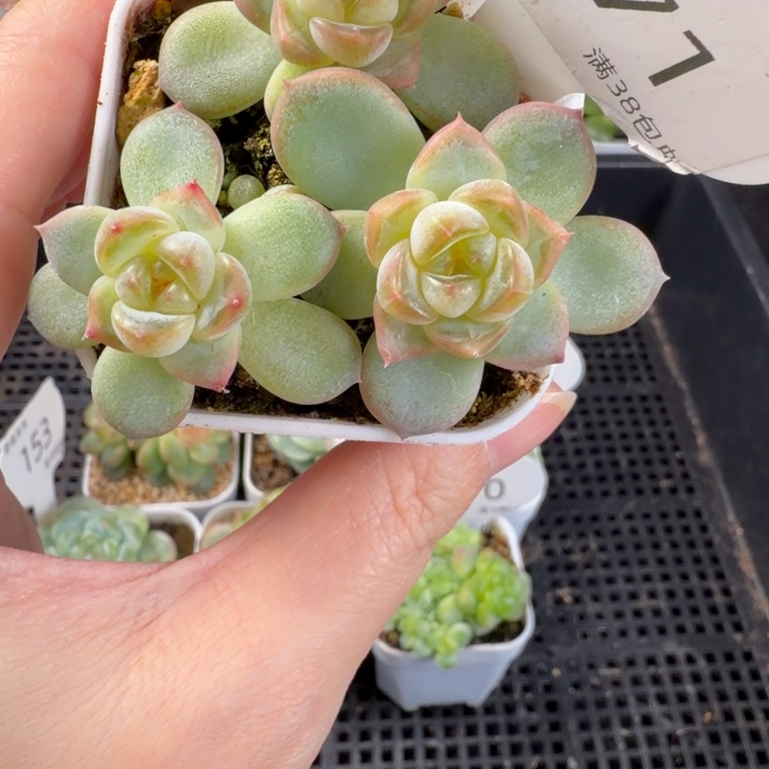 甜心三头群一颗171号