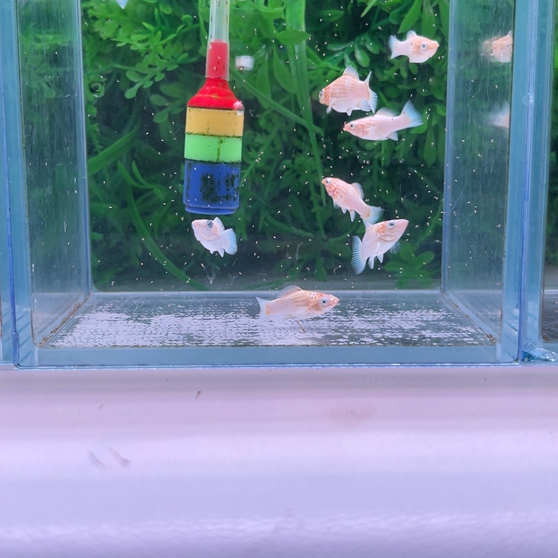 黑玛丽鱼951号玛丽苗子8+2备损