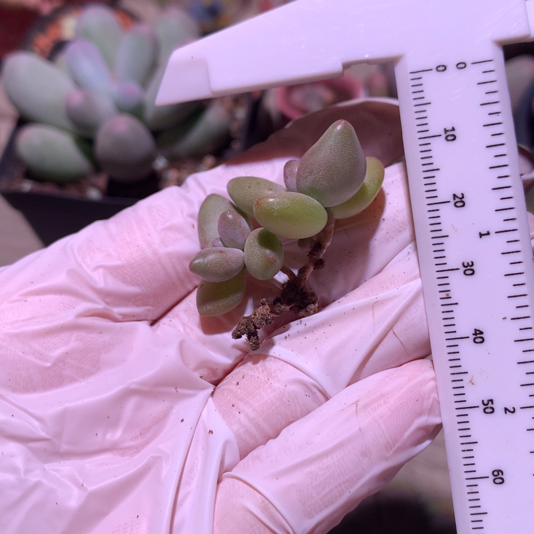 香蕉奶酪多肉，香蕉奶