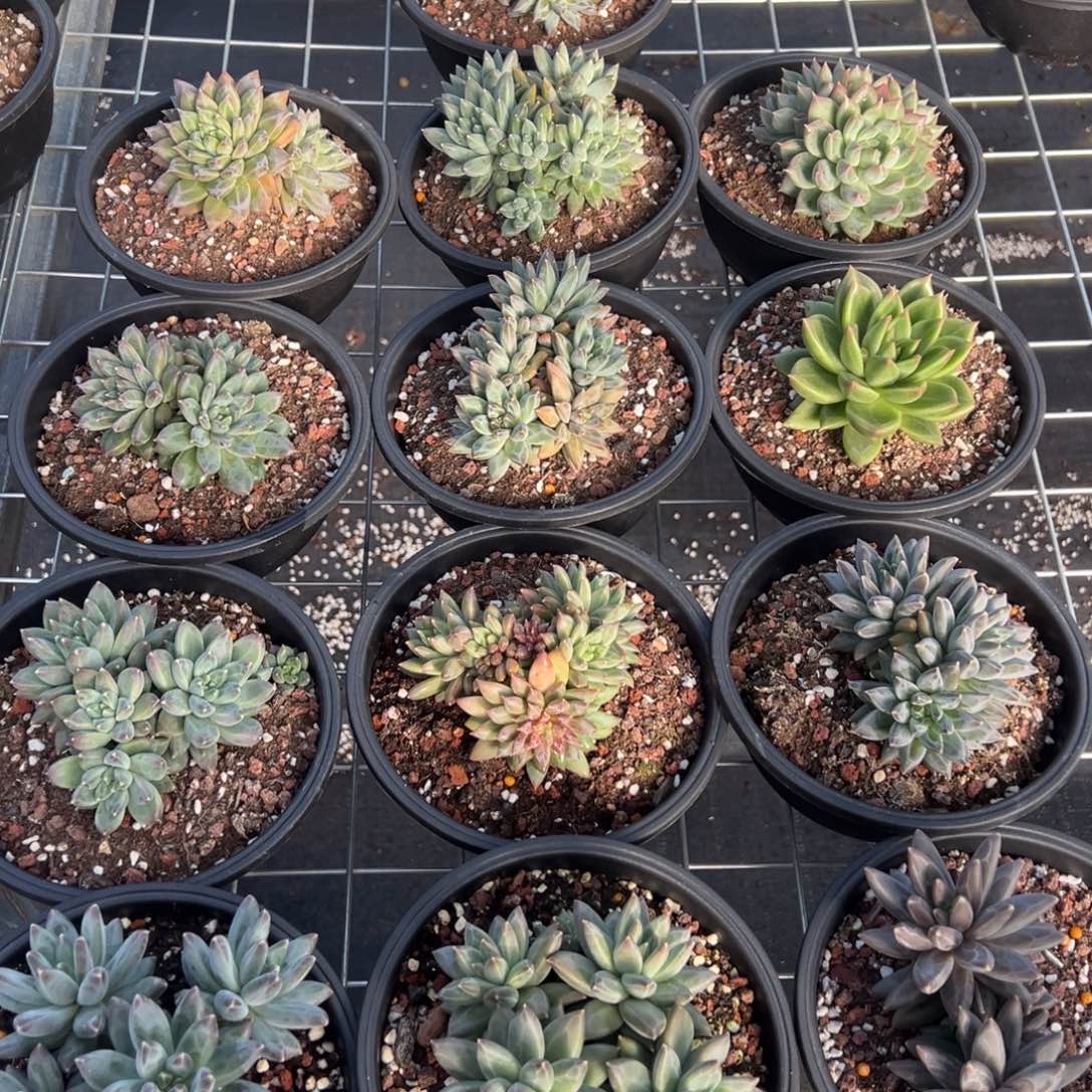 青****诺3648一筐13棵不包整肉肉肉肉肉肉