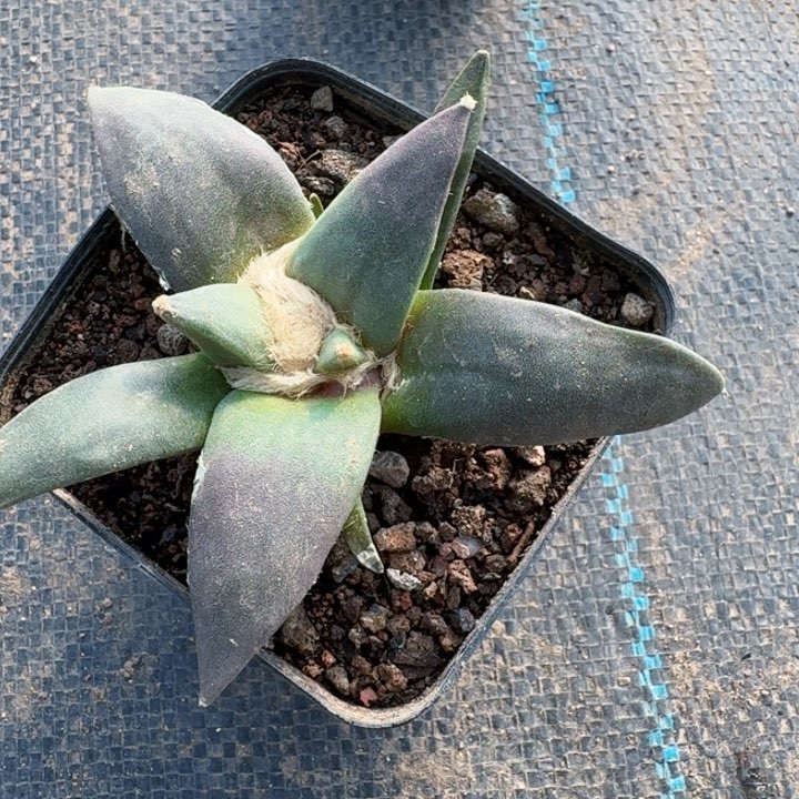 722实生艳肌青瓷牡丹