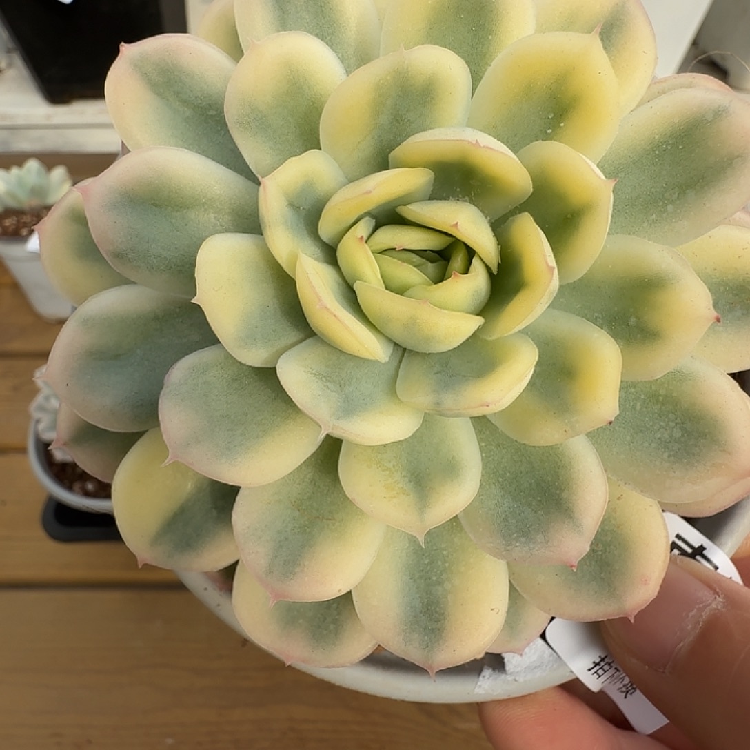 草莓冰锦1111122-99