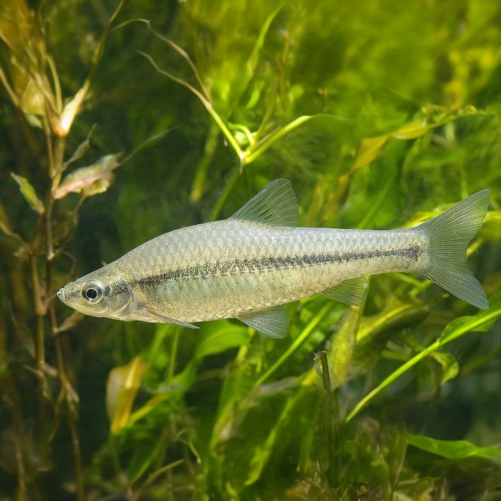 原生观赏鱼麦穗鱼好养冷水淡水鱼小型冷水鱼麦穗鱼