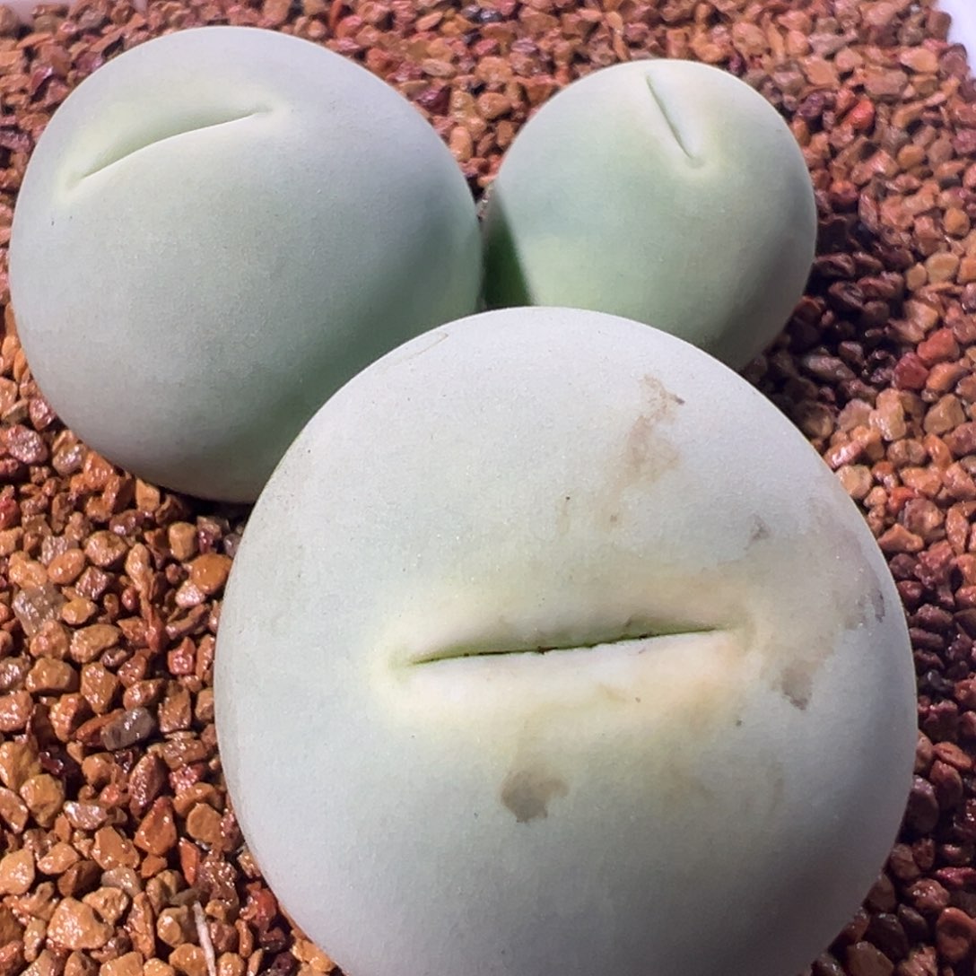 0393，中毒嘴，肉锥植物