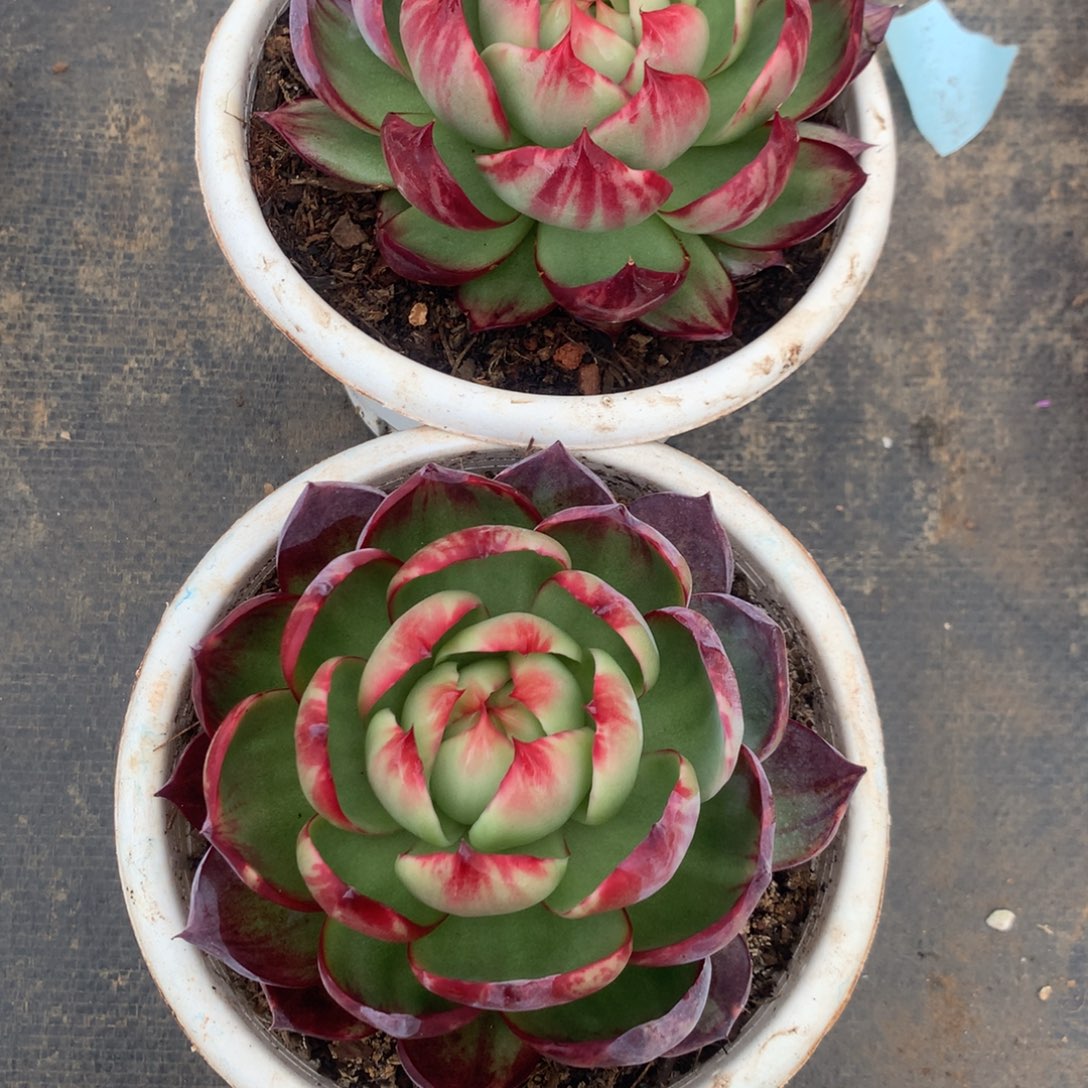 2580号多肉植物2颗多肉植物