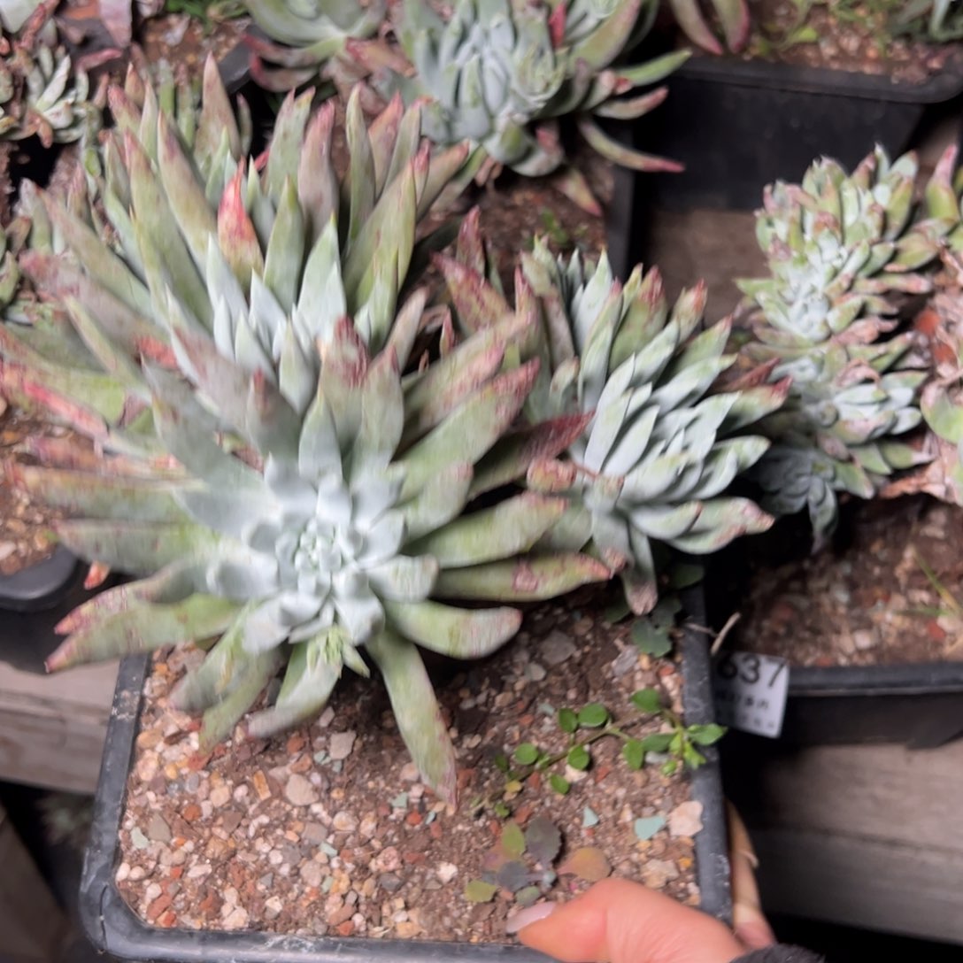 2638哈哈哈哈哈哈哈哈