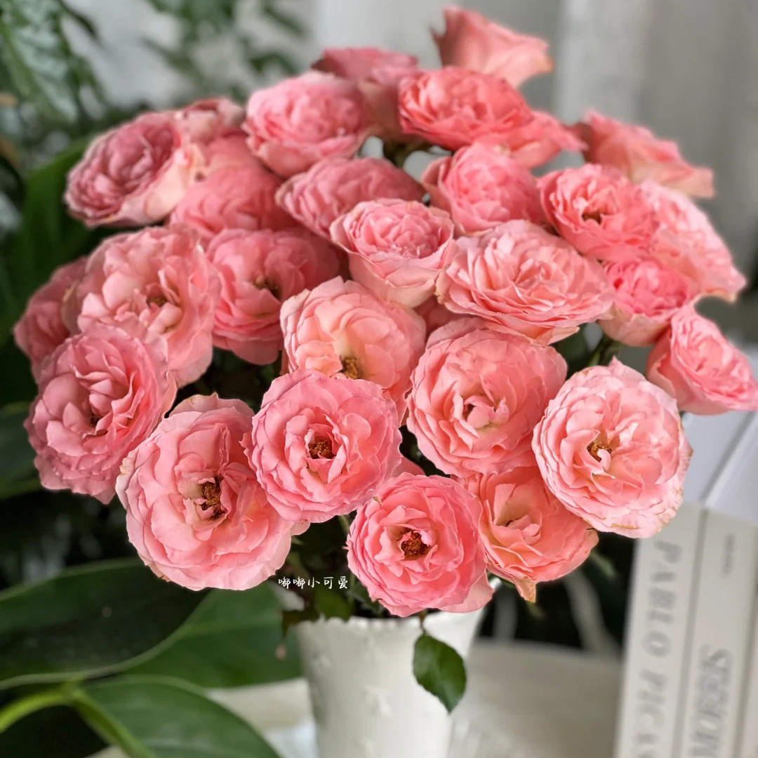 云花巷# 【柔情似水】稀有小众品种