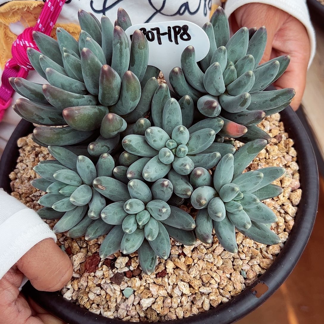 0907-198欧若拉群。