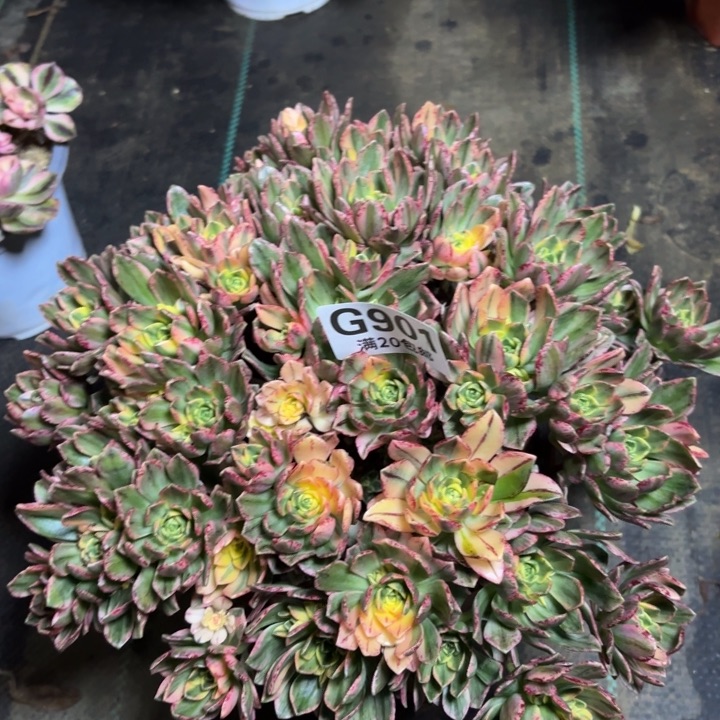 瑞妈一物一拍901